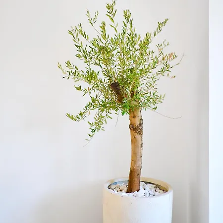 Villa Peman Luxurious Beachside Marbella